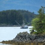 alaskan pollock fillets