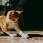 cat playing with toy
