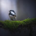 Cole Maness: Unpacking the Complexities in 2026