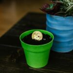 cryptocurrency growth chart