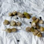 Foenegriek: Your Comprehensive Guide to Fenugreek