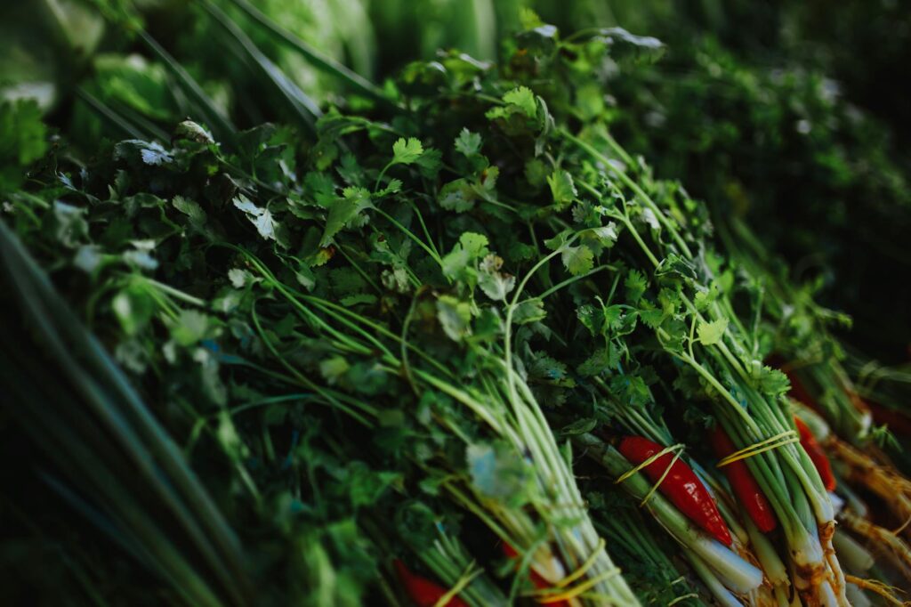 Koriandri: Your Comprehensive Guide to Understanding