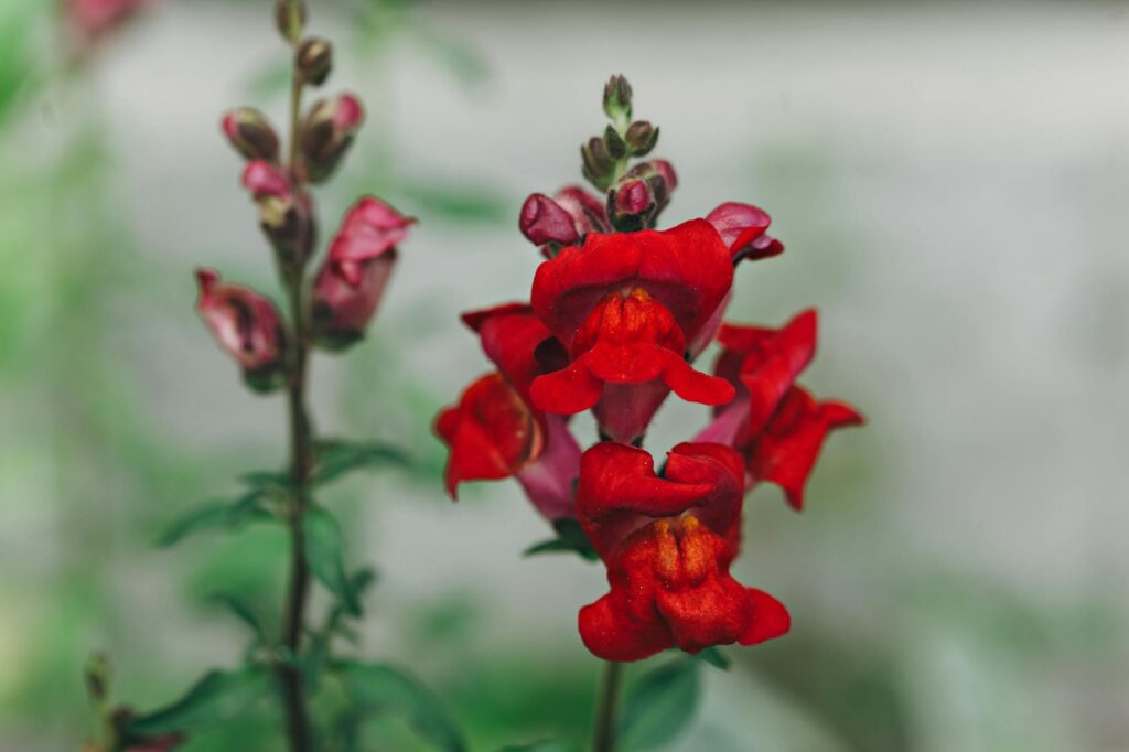intricate snapdragon cookie design