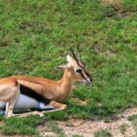 Jamie Thomson portrait