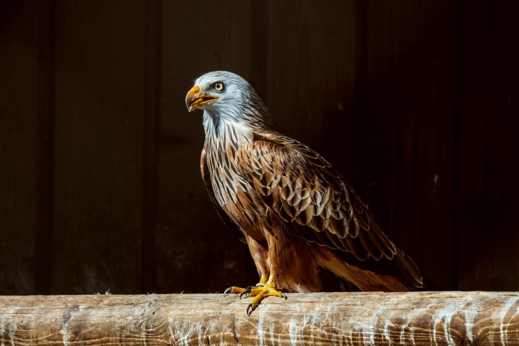 Larry Bird coaching Pacers