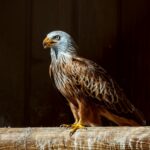 Larry Bird coaching Pacers