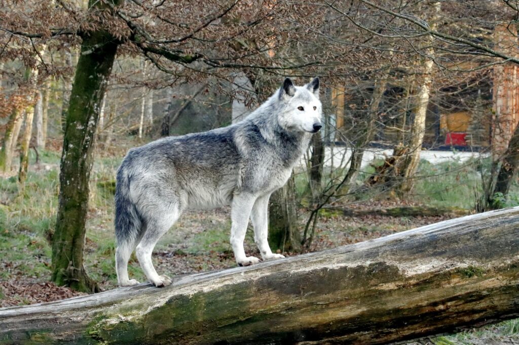 legoshi gray wolf