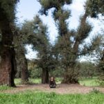 threetrees health products